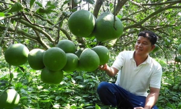Tan My Cooperative brings pomelo to Europe
